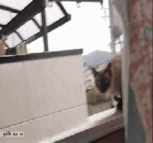 fail,oops,cat,jump