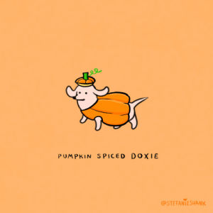 doxie,dog,cute,loop,halloween,kawaii,fall,puppy,orange,october,pumpkin,dachshund,basic,psl,gifoween,pumpkinspiceddoxie,pumpkinspicedlatte,lets get basic