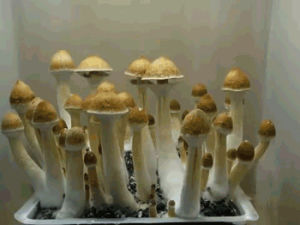 mushroom,fungus,fungi