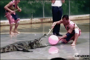 crocodile,fail