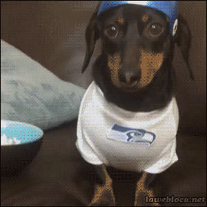 dog,cheering,fan,super bowl,super bowl 2014