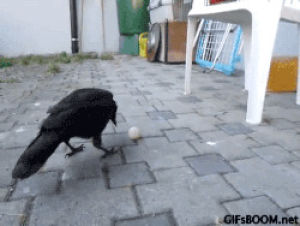 crow,dog,animals,ping pong