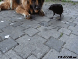 crow,dog,animals,ping pong