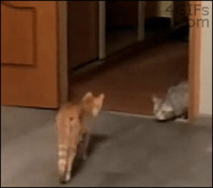 Funny cat GIF on GIFER - by Fogar