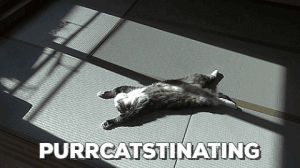 cat,pun,procrastinating,cat pun