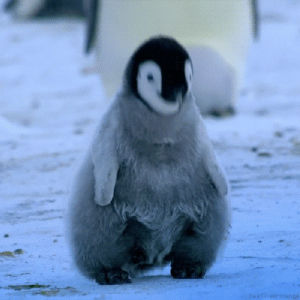 baby penguin,penguin,baby animal,cute,animal