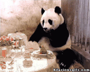 panda,follow,follow me,instant follow,like wtf