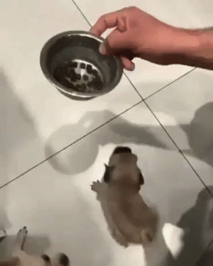 bowl,pug puppy