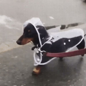 raincoat,rainy,puppy,cute,daschund