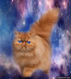 fluffy,cat,space