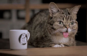 lil bub,cat,tired,bored,cute cat,hungover