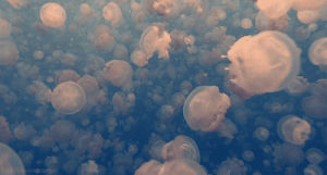 photography,beautiful,jellyfish,ocean