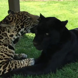 cat,panther,jaguar