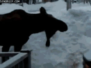 moose,animal fail,animals,fail,fall,ice