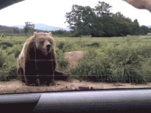 hello,waving,bear,hi