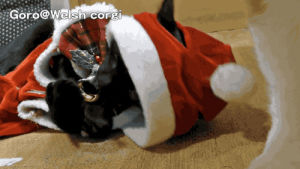 christmas,cat,animals,hat