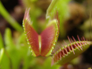 botany,venus flytrap,dionaea muscipula,carnivorous plants,plant,omnomnom,mnolf