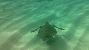 turtle,sea,swimmin