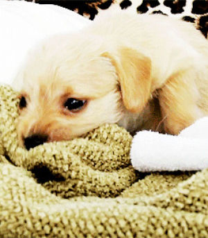 blanket,golden retriever,dog,animals,puppy,adorable,biting