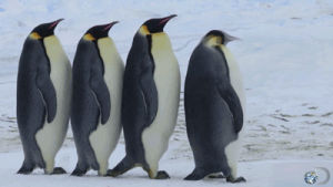 cute,penguin,animal,penguins,cute animal,animals,funny,lol,ouch,discovery channel,discovery