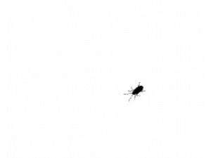 fly,bug