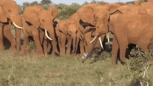 herd,baby,family,elephant,welcomes