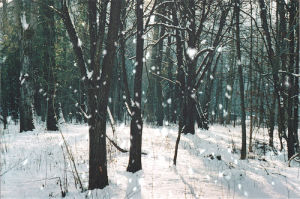 snow,forest,trees,snowing,winter,nature