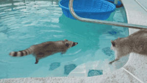 raccoon,pool
