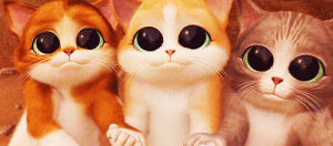 please,cat,cats,lovely,sweet,eyes,googly eyes