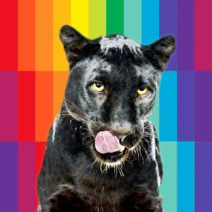 panther,black panther,dog,pizza,rainbow