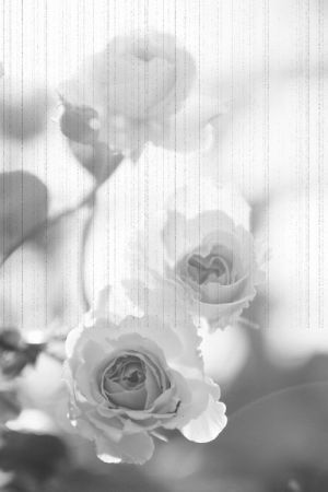 flower,black and white