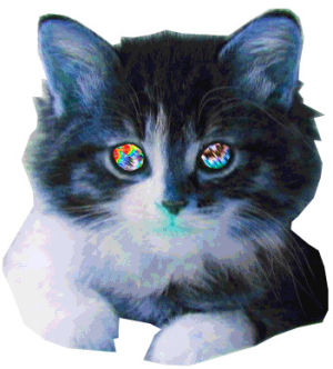 transparent,cat,trippy,eyes,mystify