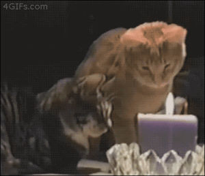 candle,animals,cat,swats