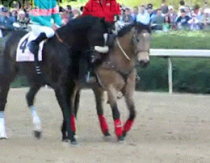 zenyatta,equestrian,racing,animals,dance,black,horse,riding,brown,equine,thoroughbred