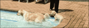golden retriever,animals,puppy,dogs,pool,swimming,puppy dog,swimming lessons