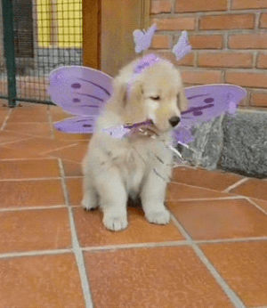 dog,puppy,princess,cute,halloween,costume,fairy