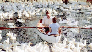 swan,the notebook,lake,swans,love,film,rachel mcadams,ryan gosling,rowing,row boat