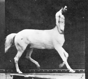 centaur,eadweard,motion,muybridge,photograph