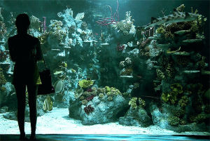 beautiful,fish,tank,aquarium,hot,amazing,be there,really something