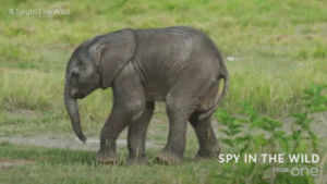 cute,animals,fail,animal,bbc,bbc one,bbc1,spy in the wild,baby elehant