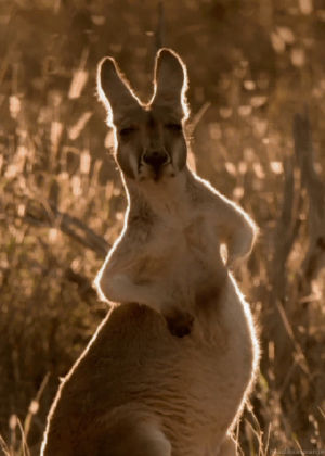 kangaroo,scratch,hollydays,belly button,sleepy,chewing,scratching