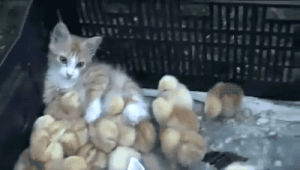 kitten,baby,chicken