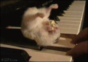 hamster,pianoview