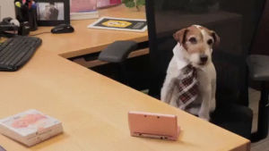 uggie,workplace,dog,business,office,working,tie,uggie the dog
