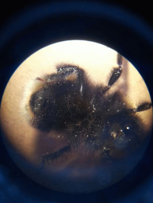 work,bee,found,microscope