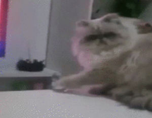 funny gif,adorable animals,cat,funny,funny picture