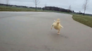 duck,running,street,funny,animals,yellow,duckling
