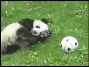 funny,animals,balls,pandas