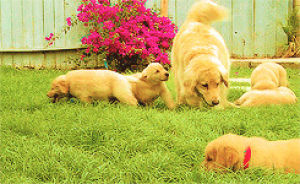 dog,animals,puppy,playing,grass,golden retriever