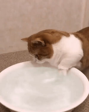 cat,water